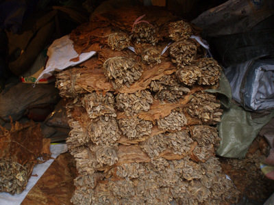 樺樹工藝原料批發指南 紅樺樹枝、灰樺樹皮、白樺樹皮、樺樹棍的供應與優勢